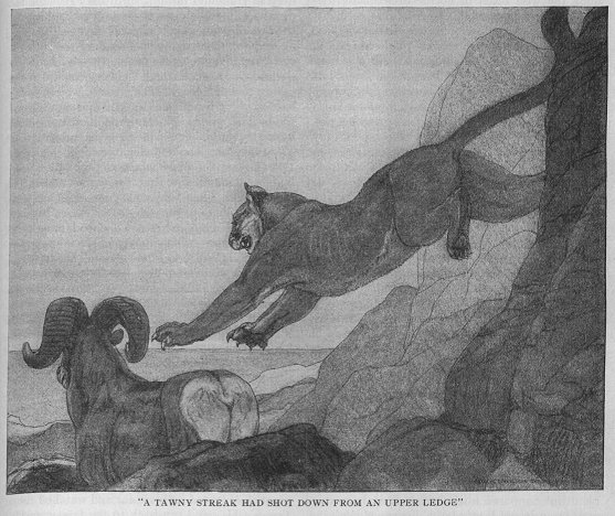 the cougar leaps onto the bighorn