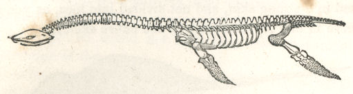 plesiosaur skeleton