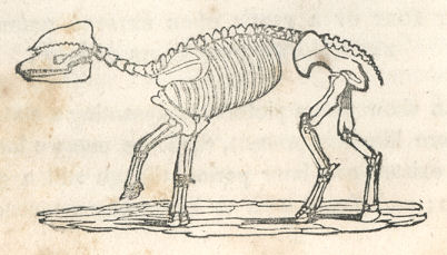 skeleton of a four-legged animal