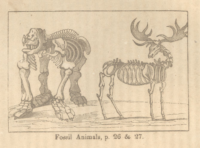 skeleton of elk and megatherium