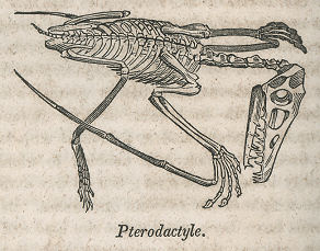 pterosaur skeleton