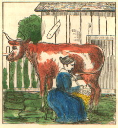 a pensive cow is milked