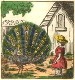 a white girl looks at a peacock