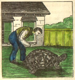 a white man brands a gigantic turtle