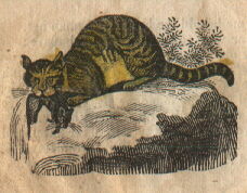 illus of a fierce cat with a mouse