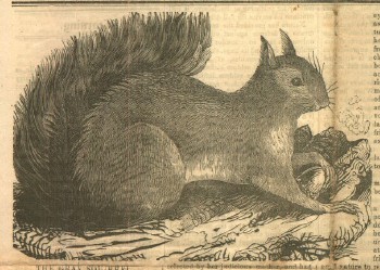 squirrel, 1855