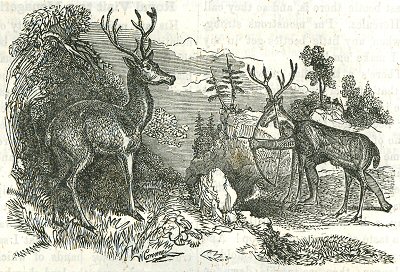 deer grazing, while a hunter disguised as a deer creeps up on it