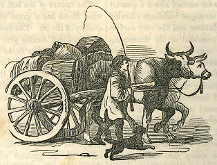 Billy, driving an ox-cart