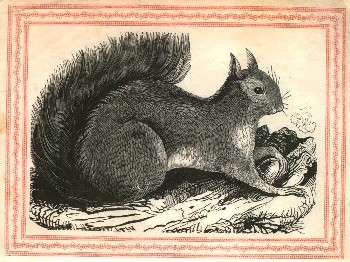 squirrel, 1841