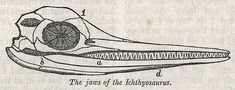skull of an Ichthyosaurus
