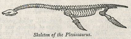 Plesiosaur skeleton