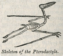 pterosaur skeleton