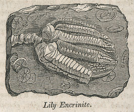 lily crinoid, 1845