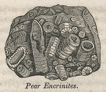 block of crinoids, 1845