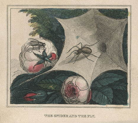 a spider in its web, a fly on a nearby rose