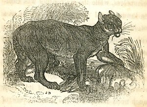 a panther