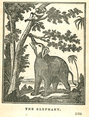 an elephant reaches for a man in a tree