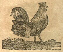 illus of rooster