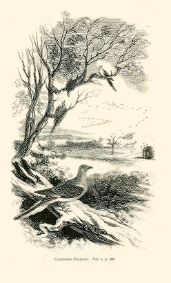 pigeons in a landscape