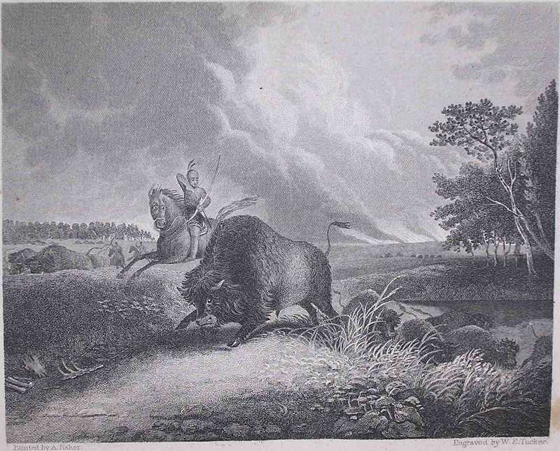 a Native American man on horseback shoots an American bison